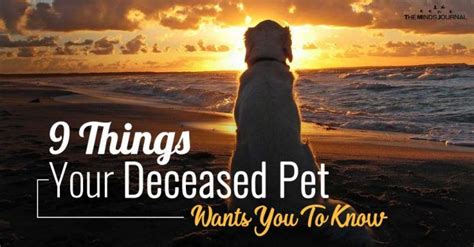 7 Things Your Deceased Pet Would Want You To Know Artofit