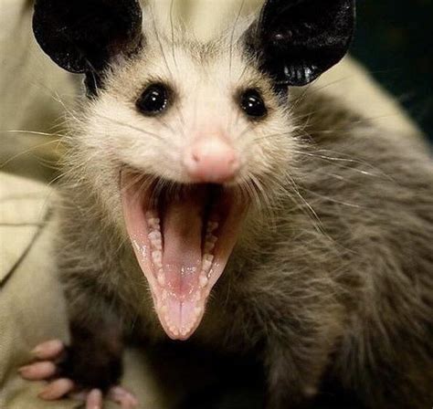 325 Best Ropossums Images On Pholder Me N My Best Friend Squeaky