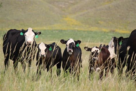Summer Pneumonia In Spring Born Beef Calves Unl Beef