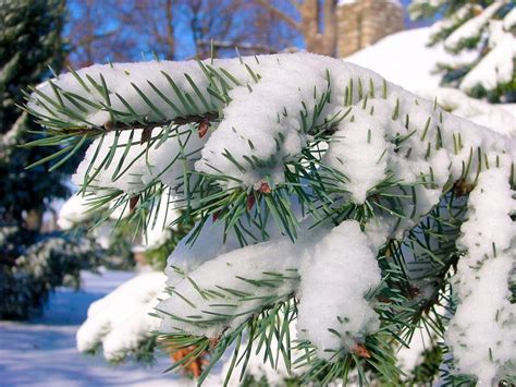 Close Up Of Snow Covered Pine Branch Photograph By Cynthia