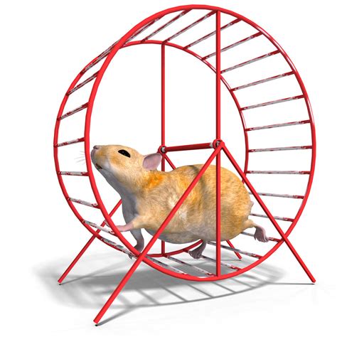 Simple Tips For Hamster Wheel Home And Decor Blog