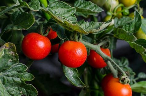 How To Improve Your Tomato Crop In The Greenhouse Green Tank