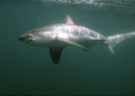 Pacific Common Thresher Shark Noaa Fisheries