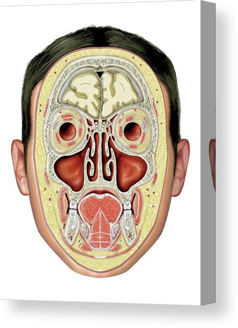 Paranasal Sinuses Canvas Print Canvas Art By Asklepios Medical Atlas