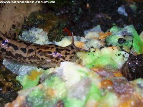 Seine lieblingsspeisen sind pilze, aas, abgestorbenes pflanzenmaterial und: Schnecken-Forum • Thema anzeigen - Tigerschnegel