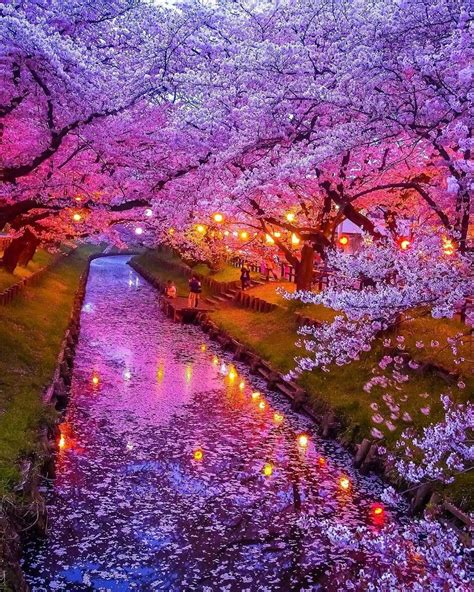 Cherry Blossom Petals Floating On The Shingashi River Beautiful