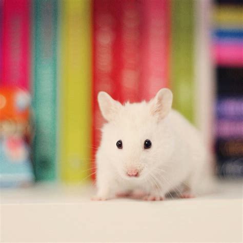 Hamster Animals And Pets Cute Animals What Is Cute Aminals Small