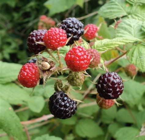 Black Raspberries Vs Blackberries Mother Earth News