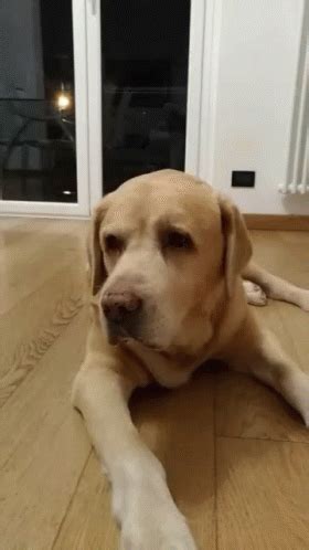 Labrador Say What GIF Labrador Say What Head Turn Discover Share GIFs