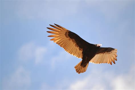 Vulture Fly Over Photograph By Gaby Ethington Fine Art America