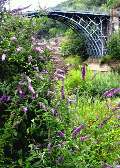Check spelling or type a new query. Summer-Flowering Shrubs | HGTV