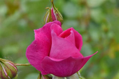 Free Picture Close Up Pinkish Roses Flora Bud Rose Garden
