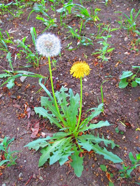 Two Dandelions Stock Photo Image Of Background Ground 71600684