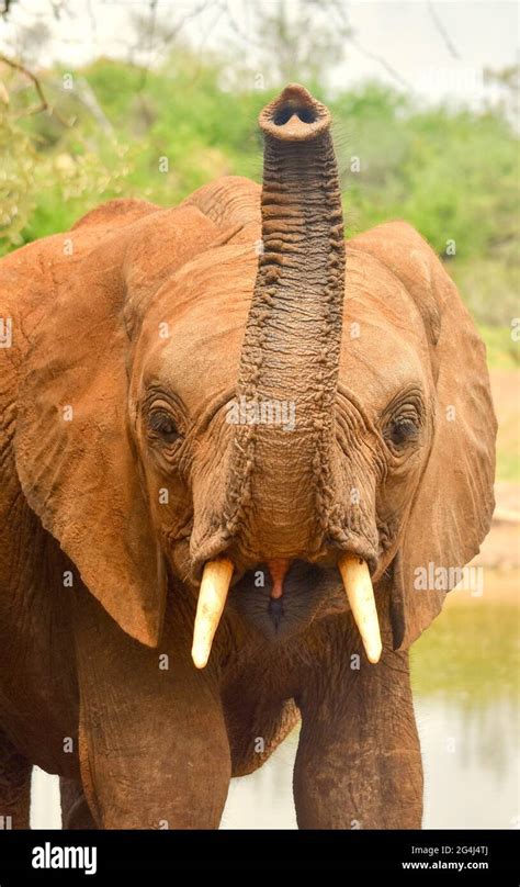 Elephant Front View With Trunk Up