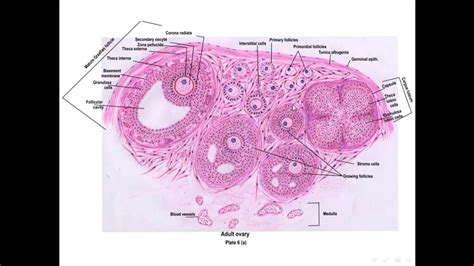 Female Reproductive System Part 2 Ovulation Corpus Luteum And