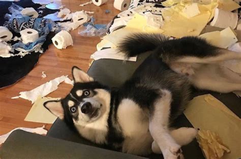 Weirdest Dogs Ever 20 Pics To Prove That About Huskies