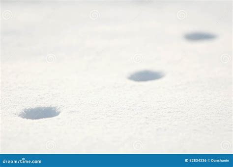 Animal Trail In The Snow On A Sunny Winter Day Stock Photo Image Of