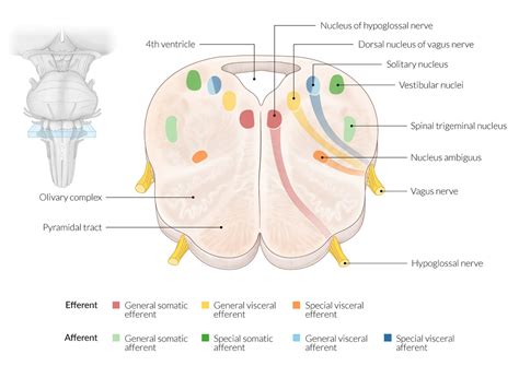 Yet, human brainstem physiology is poorly understood given the. Bookbrain Stem Nuclei : Frontiers Plasticity In The ...