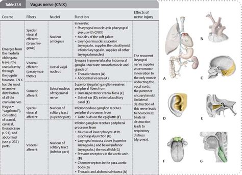 Cranial Nerves - Atlas of Anatomy