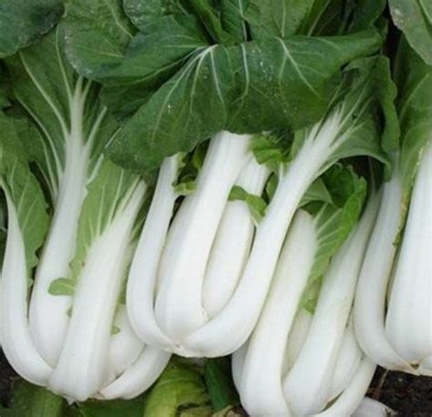 Pak Choi Ivory Salad Seeds Mega Mart New Zealand