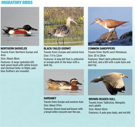 Its Birdwatching Season Get Your Binoculars And Field Guides Ready