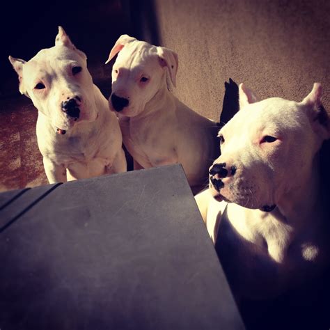 Dogo Argentino Puppies Nc Bulldog Lover