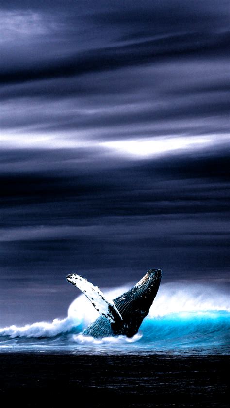 Samsung S8 Whale Wallpapers Top Free Samsung S8 Whale Backgrounds