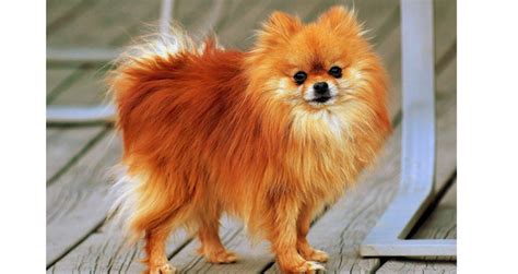 It depends on your dog. Feeding Tips To Pomeranian | Pets World