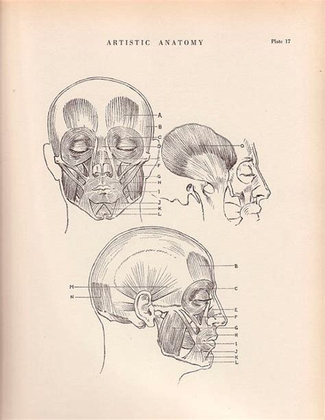 Drawing Human Anatomy Vintage Print Human Anatomy Illustration 1941