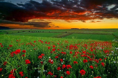 737957 Poppies Sunrises And Sunsets Mocah Hd Wallpapers