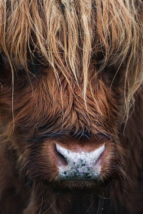 Download Premium Image Of Closeup Of Hairy Scottish Highland Cattle