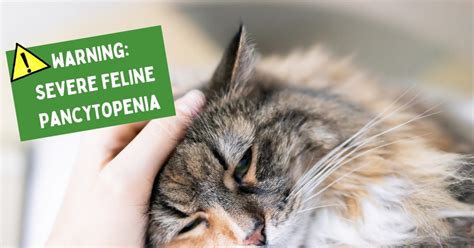 Feline Pancytopenia Causes Symptoms And Treatment Celestialpets