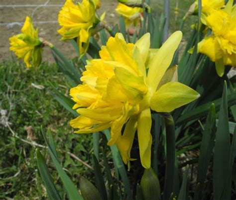 Double Green Daffodil Found These Beauties Here And There On Our
