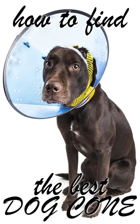 My dog is 70lbs and has a wound on the middle. Dog Cone - Making The Best Choice For Your Injured Pet