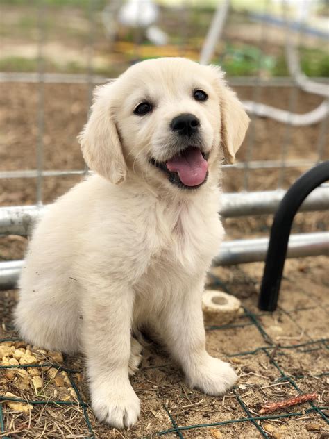 #goldenretriever | Golden retriever, Dogs golden retriever, Retriever puppy