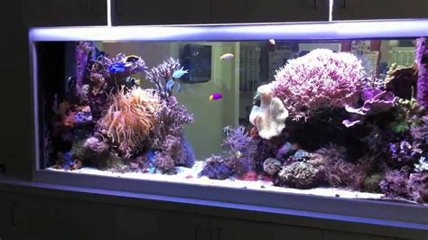 210 Gallon Reef Tank In Hd Youtube