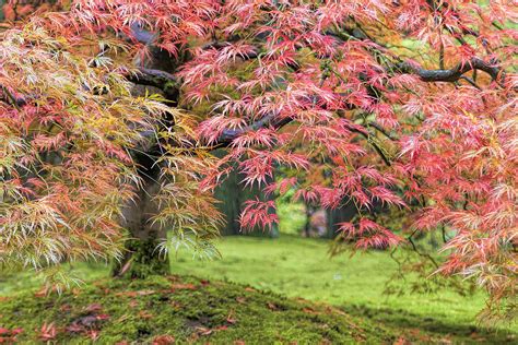 Fall Foliage Of Japanese Maple Tree Photograph By David Gn Pixels