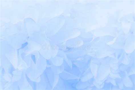 Beautiful Abstract Color Purple And Blue Flowers On White Background