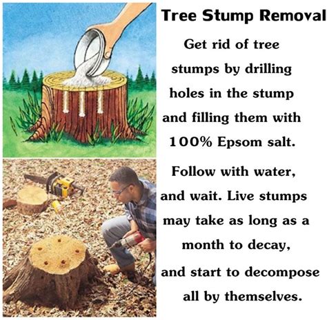 Diy Projects Diy How To Remove Tree Stumps Stump Removal Tree Stump
