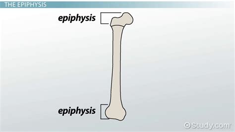 Long Bone Labeled Epiphysis Bone Dentistry 514 With Fernandez At A