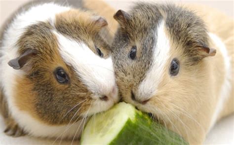 Here are a few tips on how to build a wooden diy cage for your guinea pigs! How to Build a Guinea Pig Cage Out of Wood - Cut The Wood
