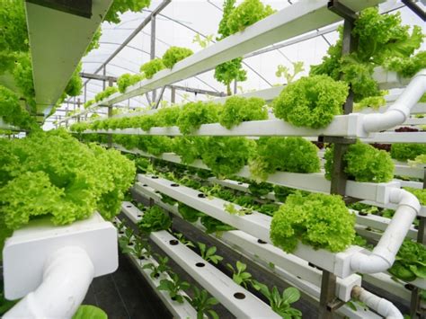 What Is Vertical Farming Ecocation