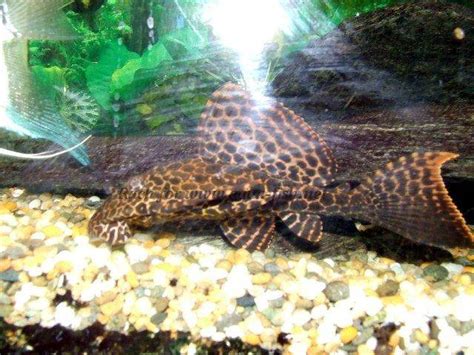 Information On Caring For Spotted Sailfin Pleco Glyptoperichthys