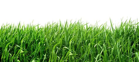 745 Background Png Grass For FREE - MyWeb