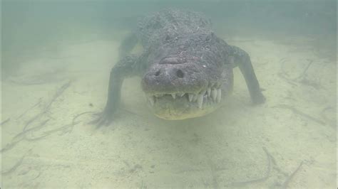 Swimming With Wild American Crocodiles Banco Chinchorro Mexico 2022