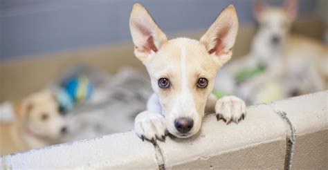 Dogs And Puppies For Adoption Near Me The W Guide