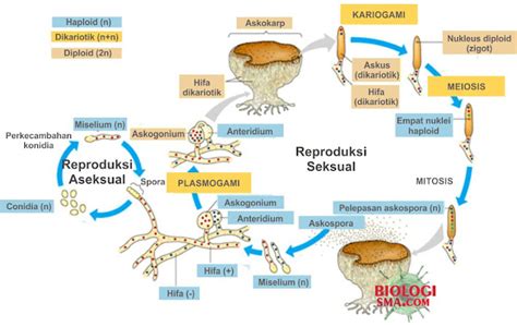 Jamur Ascomycota Struktur Tubuh Reproduksi Dan Contohnya Dunia Biologi