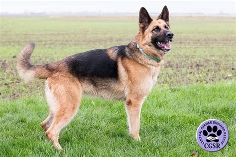 Jess 2 Year Old Male German Shepherd Dog Dog For Adoption