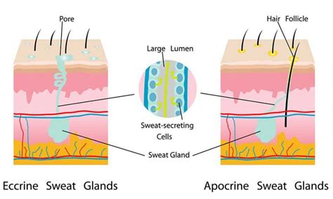 Clogged Armpit Sweat Glands Heres How To Manage Them Miradry Miami