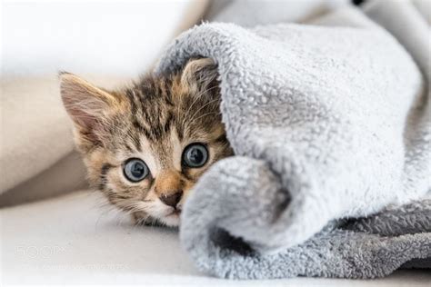 Kitten Under The Blanket By Julianaether Via Ifttt2myemtw